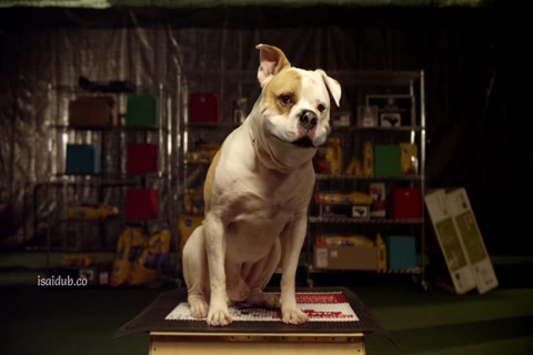Pups United 2015 720p HD.mp4